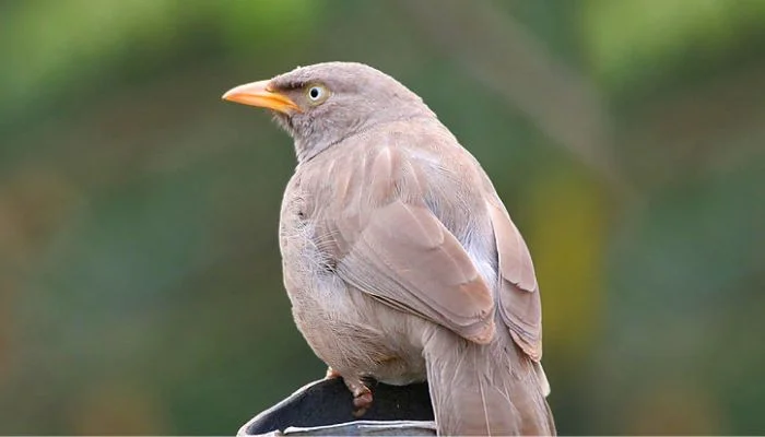 birds at neel dhara