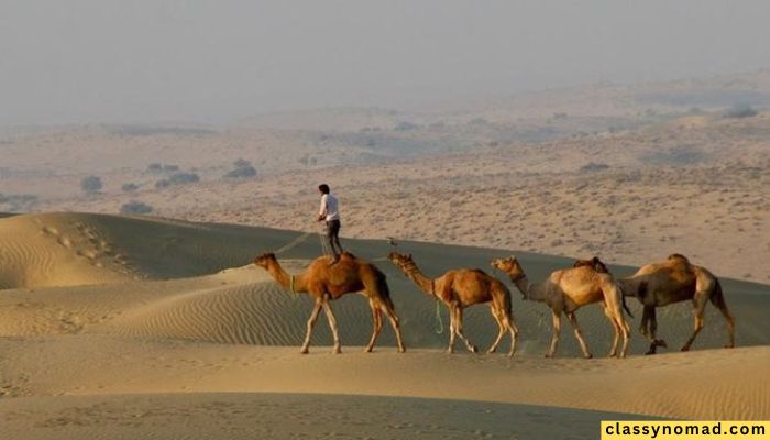 2 Days-1 Night Camel Tour