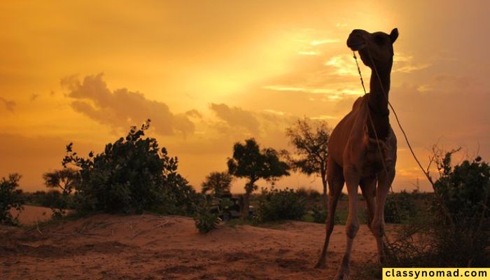 Overnight Camel Safari