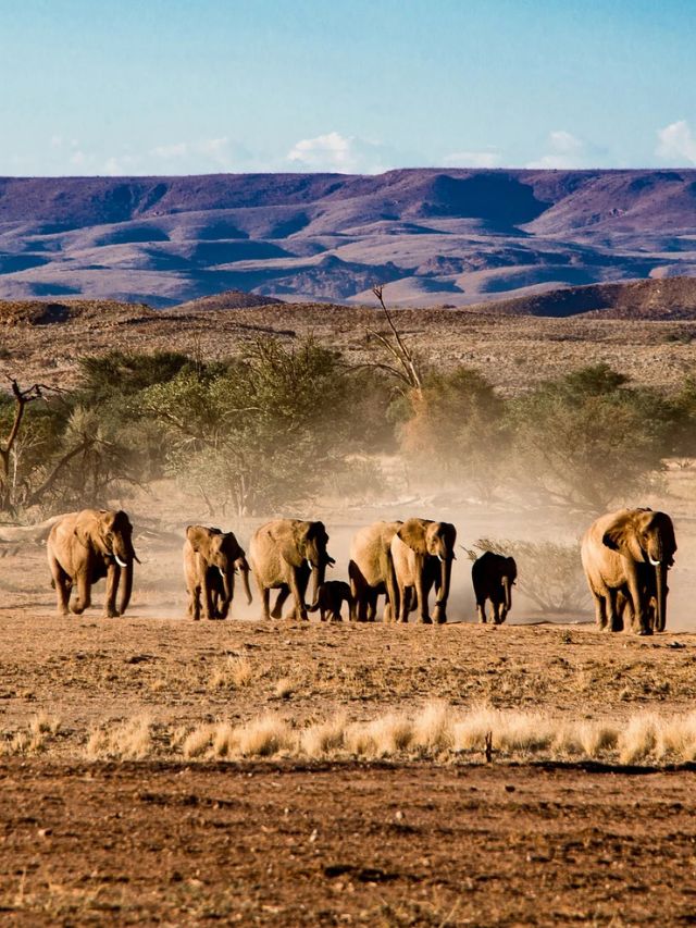 7 Wild Animals to See in Etosha National Park